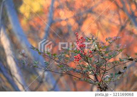 紅葉したナナカマドの実 紅葉したナナカマドの実 121169068