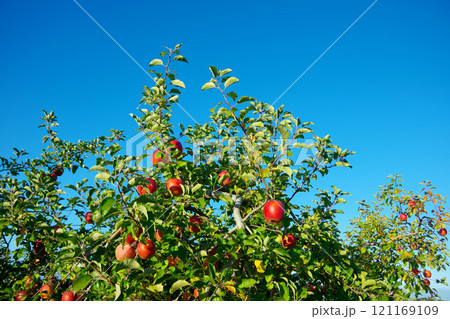 青空に映えるリンゴ 121169109