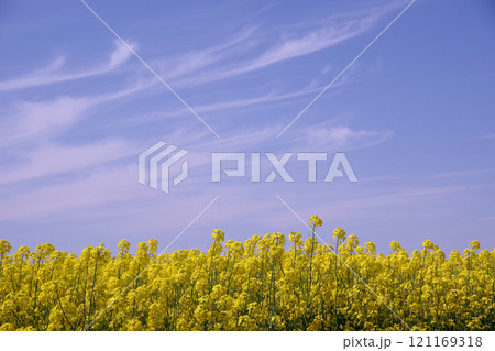 菜の花畑と青い空 121169318