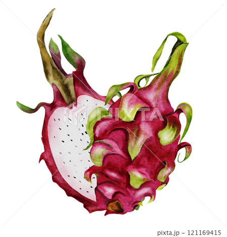 Dragon fruit, pitaya. Realistic watercolor painting. Composition of exotic fruits of the pitahaya cactus. Clip art isolated on white background. For the design of a vegetarian restaurant menu and Dragon fruit, pitaya. Realistic watercolor painting. Composition of exotic fruits of the pitahaya cactus. Clip art isolated on white background. For the design of a vegetarian restaurant menu and 121169415