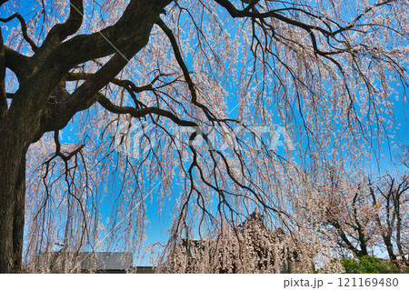 京都　本満寺の枝垂れ桜（京都府京都市上京区） 121169480