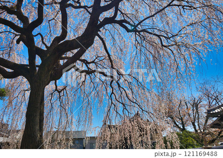 京都　本満寺の枝垂れ桜（京都府京都市上京区） 121169488
