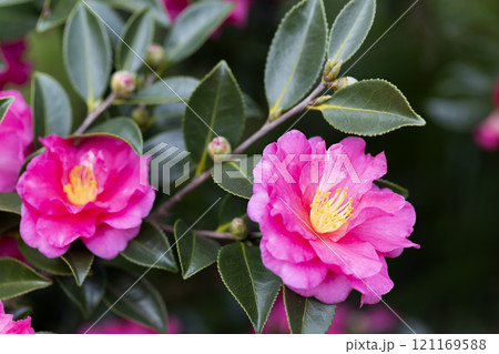 サザンカ 121169588