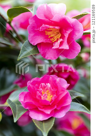 サザンカ 121169589