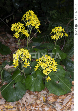 ツワブキ ツワブキ 121169602