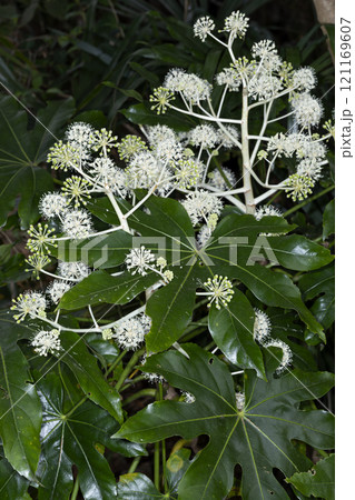 ヤツデ ヤツデ 121169607