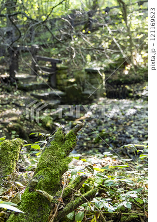 A close-up of a mossy tree root in a lush, green forest. The image captures the intricate details of the moss-covered root and the peaceful atmosphere of the forest. A close-up of a mossy tree root in a lush, green forest. The image captures the intricate details of the moss-covered root and the peaceful atmosphere of the forest. 121169623