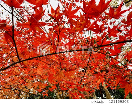 真っ赤な紅葉 121169808