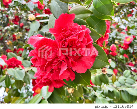 アップの赤い椿 121169814
