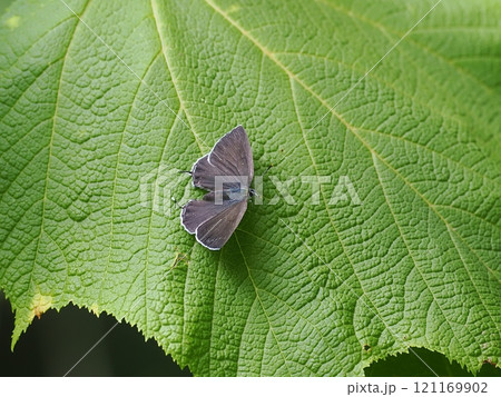 フジミドリシジミ 121169902