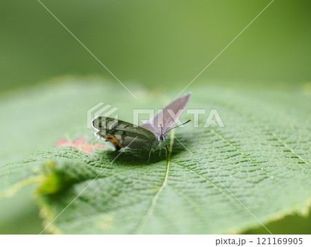 フジミドリシジミ フジミドリシジミ 121169905