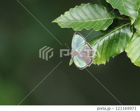 ヒサマツミドリシジミ ヒサマツミドリシジミ 121169971