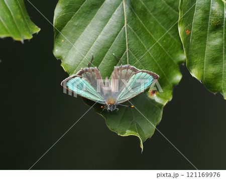 ヒサマツミドリシジミ ヒサマツミドリシジミ 121169976