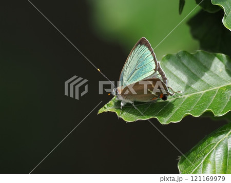 ヒサマツミドリシジミ ヒサマツミドリシジミ 121169979