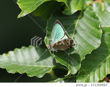 ヒサマツミドリシジミ 121169982