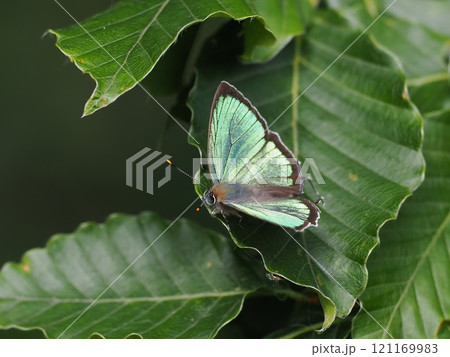 ヒサマツミドリシジミ ヒサマツミドリシジミ 121169983