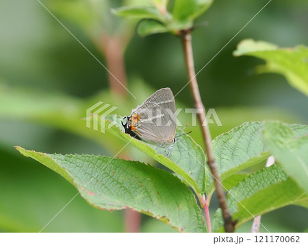 ハヤシミドリシジミ ハヤシミドリシジミ 121170062