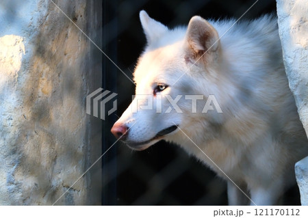 秋の愛知県東山動植物園の狼 121170112