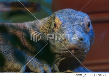 秋の愛知県東山動植物園のコモドオオトカゲ 121170174