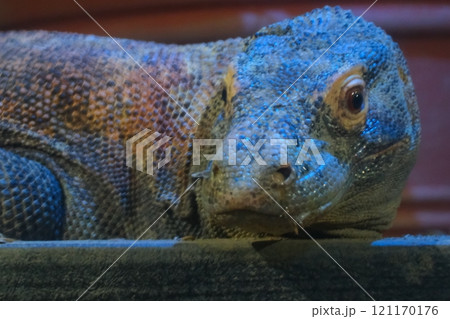 秋の愛知県東山動植物園のコモドオオトカゲ 121170176