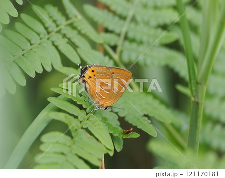 ウラミスジシジミ 121170181