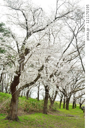 弁天潟風致公園の桜（新潟県） 121170195