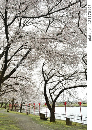 弁天潟風致公園の桜(新潟県) 弁天潟風致公園の桜(新潟県) 121170198