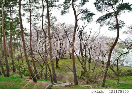 弁天潟風致公園の桜(新潟県) 弁天潟風致公園の桜(新潟県) 121170199