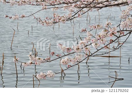弁天潟風致公園の桜(新潟県) 弁天潟風致公園の桜(新潟県) 121170202
