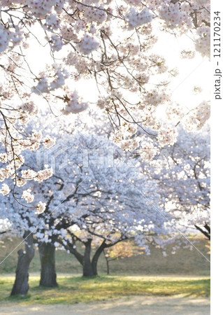 加治川治水公園の桜(新潟県) 加治川治水公園の桜(新潟県) 121170234