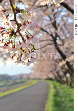 加治川治水公園の桜（新潟県） 121170240
