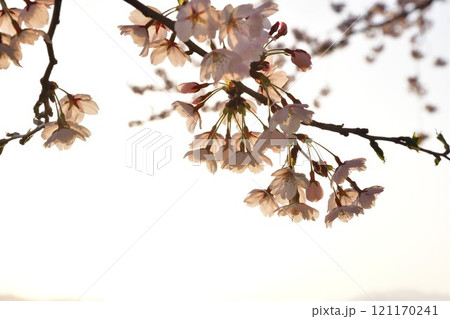 加治川治水公園の桜（新潟県） 121170241