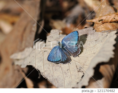 フジミドリシジミ 121170482