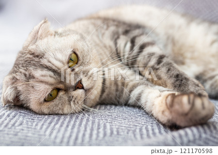 Gray scottish fold posing on gray couch Gray scottish fold posing on gray couch 121170598