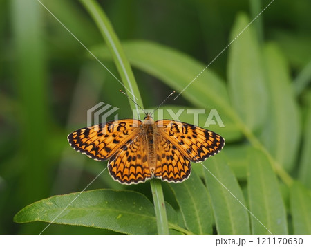 ヒョウモンモドキ 121170630