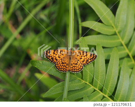 ヒョウモンモドキ ヒョウモンモドキ 121170631