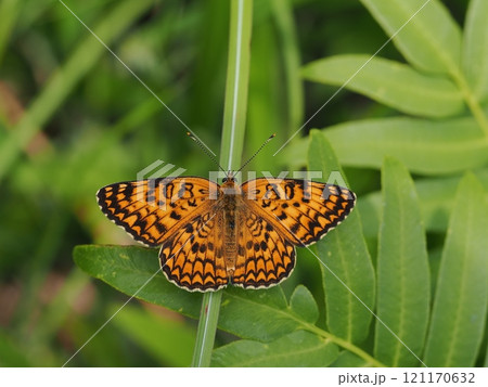 ヒョウモンモドキ 121170632