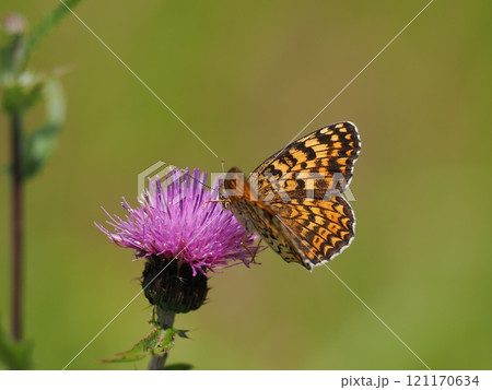 ヒョウモンモドキ ヒョウモンモドキ 121170634