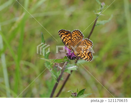 ヒョウモンモドキ ヒョウモンモドキ 121170635