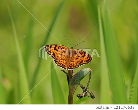 ヒョウモンモドキ ヒョウモンモドキ 121170638