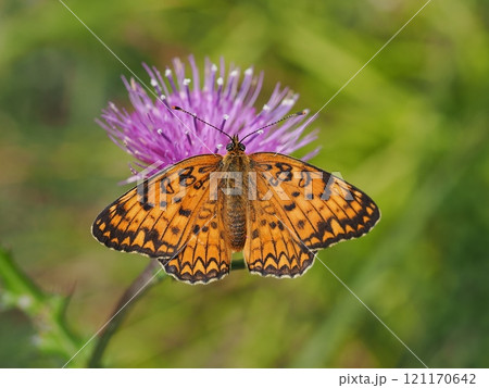 ヒョウモンモドキ ヒョウモンモドキ 121170642