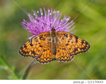 ヒョウモンモドキ 121170643