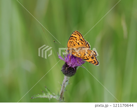 ヒョウモンモドキ ヒョウモンモドキ 121170644