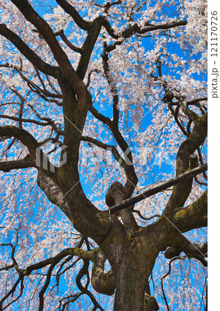 京都 本満寺の枝垂れ桜(京都府京都市上京区) 京都 本満寺の枝垂れ桜(京都府京都市上京区) 121170726