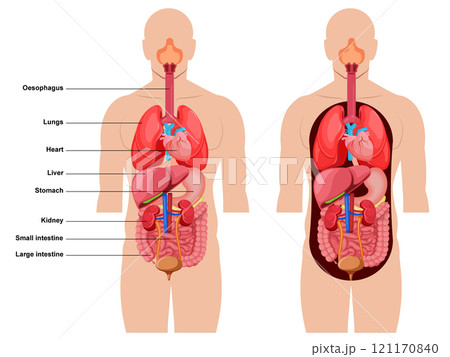 Human Body Anatomy, Inside anatomical structure diagram with names isolated. Medical info learning 121170840