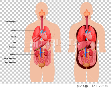 Human Body Anatomy, Inside anatomical structure diagram with names isolated. Medical info learning 121170840
