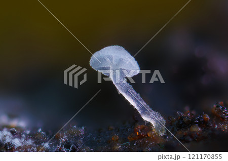 Frosty Bonnet - Mycena adscendens, Close up photo 121170855