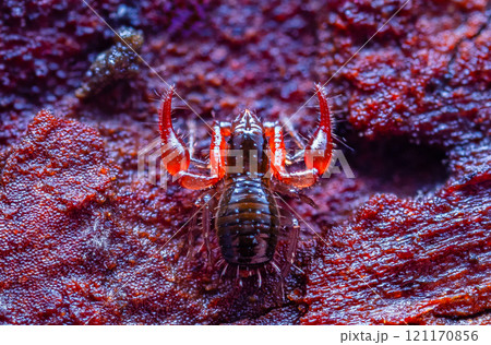 Close up macro image of a tiny Pseudoscorpion 121170856