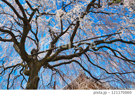 京都 本満寺の枝垂れ桜(京都府京都市上京区) 京都 本満寺の枝垂れ桜(京都府京都市上京区) 121170860