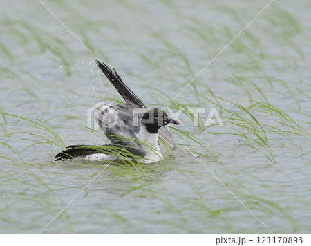 ワライカモメ ワライカモメ 121170893